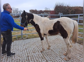 Irish sport horse Mix, Merrie, 1 Jaar, 130 cm, Gevlekt-paard