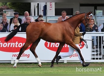 Irish sport horse, Merrie, 1 Jaar, 155 cm, Roodbruin