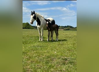 Irish sport horse, Merrie, 1 Jaar