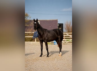 Irish sport horse, Merrie, 2 Jaar, 168 cm, Zwart