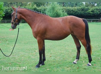 Irish sport horse, Merrie, 3 Jaar, 147 cm, Roodbruin