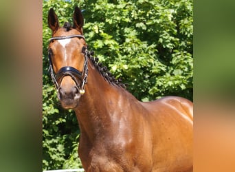 Irish sport horse, Merrie, 3 Jaar, 152 cm, Bruin