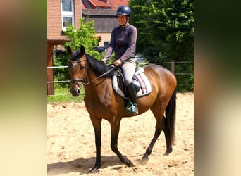 Irish sport horse, Merrie, 3 Jaar, 152 cm, Bruin