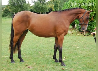 Irish sport horse, Merrie, 3 Jaar, 152 cm, Roodbruin