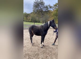 Irish sport horse Mix, Merrie, 3 Jaar, 152 cm, Zwartbruin