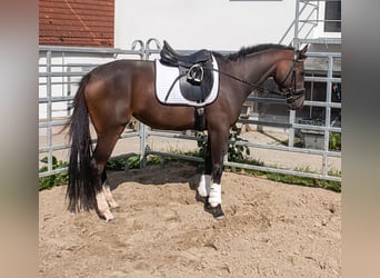 Irish sport horse, Merrie, 3 Jaar, 164 cm, Bruin