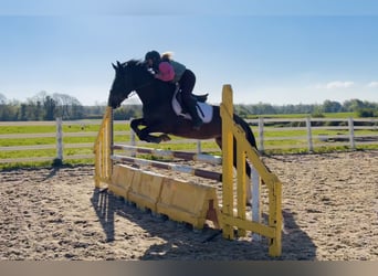 Irish sport horse, Merrie, 4 Jaar, 154 cm, Roodbruin