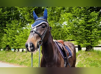 Irish sport horse, Merrie, 4 Jaar, 154 cm, Roodbruin