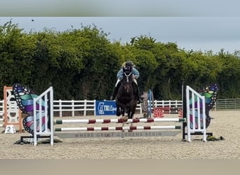 Irish sport horse, Merrie, 4 Jaar, 154 cm, Roodbruin