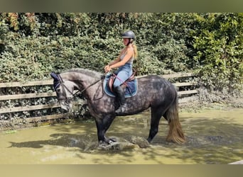 Irish sport horse, Merrie, 4 Jaar, 155 cm, Appelschimmel