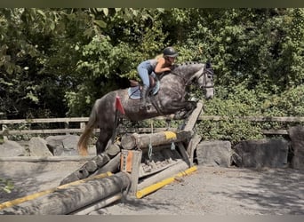Irish sport horse, Merrie, 4 Jaar, 155 cm, Appelschimmel
