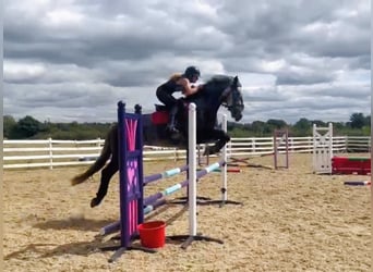 Irish sport horse, Merrie, 4 Jaar, 155 cm, Appelschimmel