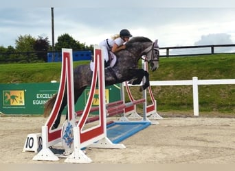 Irish sport horse, Merrie, 4 Jaar, 155 cm, Appelschimmel