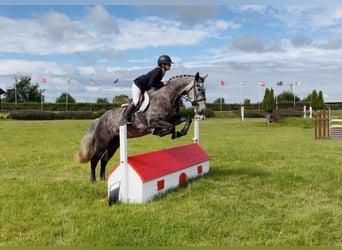 Irish sport horse, Merrie, 4 Jaar, 155 cm, Appelschimmel