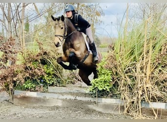 Irish sport horse, Merrie, 4 Jaar, 155 cm, Falbe