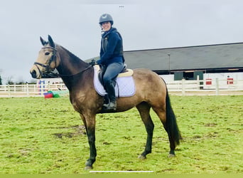Irish sport horse, Merrie, 4 Jaar, 155 cm, Falbe
