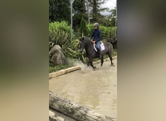Irish sport horse, Merrie, 4 Jaar, 155 cm, Zwartschimmel