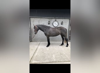Irish sport horse, Merrie, 4 Jaar, 155 cm, Zwartschimmel