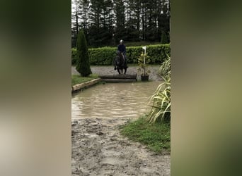 Irish sport horse, Merrie, 4 Jaar, 155 cm, Zwartschimmel