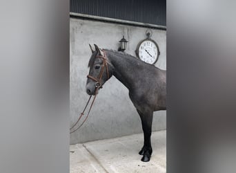 Irish sport horse, Merrie, 4 Jaar, 155 cm, Zwartschimmel