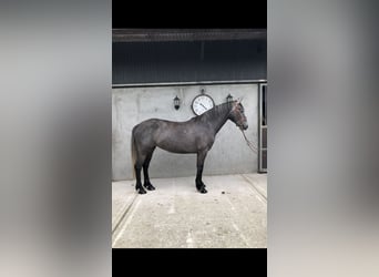 Irish sport horse, Merrie, 4 Jaar, 155 cm, Zwartschimmel