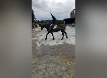 Irish sport horse, Merrie, 4 Jaar, 155 cm, Zwartschimmel