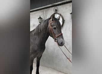 Irish sport horse, Merrie, 4 Jaar, 155 cm, Zwartschimmel