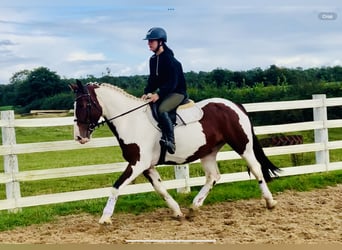 Irish sport horse, Merrie, 4 Jaar, 158 cm, Gevlekt-paard