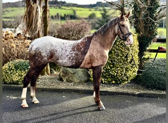 Irish sport horse, Merrie, 4 Jaar, 158 cm, Roan-Red