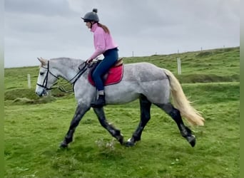 Irish sport horse, Merrie, 4 Jaar, 159 cm, Appelschimmel