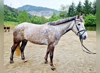 Irish sport horse, Merrie, 4 Jaar, 160 cm, Appelschimmel