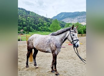 Irish sport horse, Merrie, 4 Jaar, 160 cm, Appelschimmel