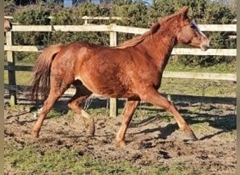 Irish sport horse, Merrie, 4 Jaar, 160 cm, Donkere-vos