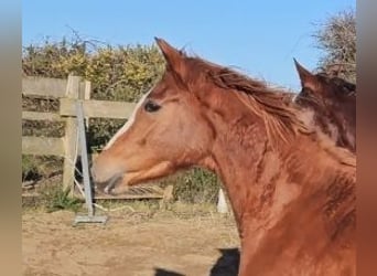 Irish sport horse, Merrie, 4 Jaar, 160 cm