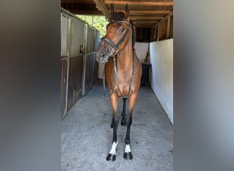 Irish sport horse, Merrie, 4 Jaar, 162 cm, Bruin