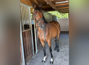 Irish sport horse, Merrie, 4 Jaar, 162 cm, Bruin
