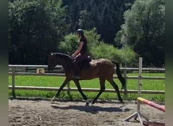 Irish sport horse, Merrie, 4 Jaar, 162 cm, Bruin