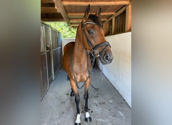 Irish sport horse, Merrie, 4 Jaar, 162 cm, Bruin