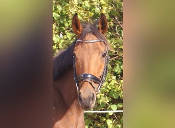 Irish sport horse, Merrie, 4 Jaar, 162 cm, Bruin