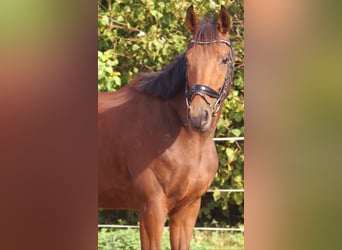 Irish sport horse, Merrie, 4 Jaar, 162 cm, Bruin