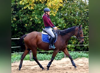 Irish sport horse, Merrie, 4 Jaar, 162 cm, Bruin