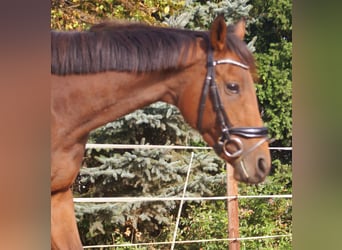 Irish sport horse, Merrie, 4 Jaar, 162 cm, Bruin