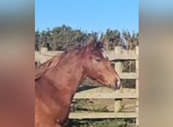 Irish sport horse, Merrie, 4 Jaar, 162 cm, Donkere-vos