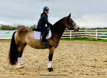 Irish sport horse, Merrie, 4 Jaar, 162 cm, Falbe