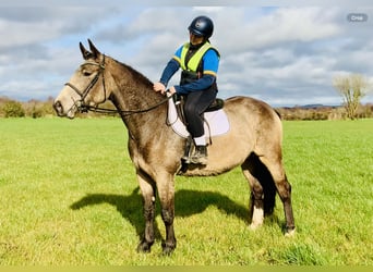 Irish sport horse, Merrie, 4 Jaar, 162 cm, Falbe