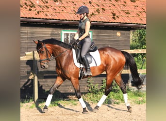 Irish sport horse Mix, Merrie, 4 Jaar, 162 cm