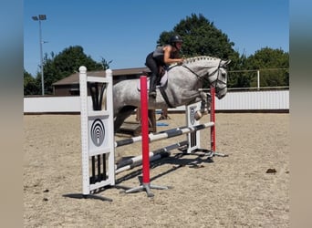 Irish sport horse, Merrie, 4 Jaar, 164 cm, Appelschimmel