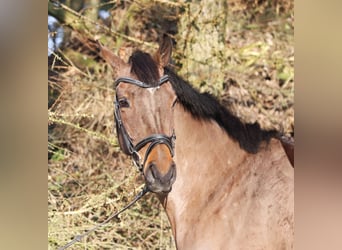 Irish sport horse Mix, Merrie, 4 Jaar, 164 cm, Brauner