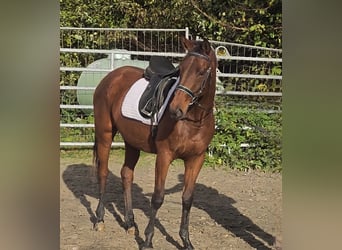 Irish sport horse, Merrie, 4 Jaar, 164 cm, Bruin