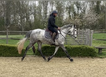 Irish sport horse, Merrie, 4 Jaar, 164 cm, Schimmel
